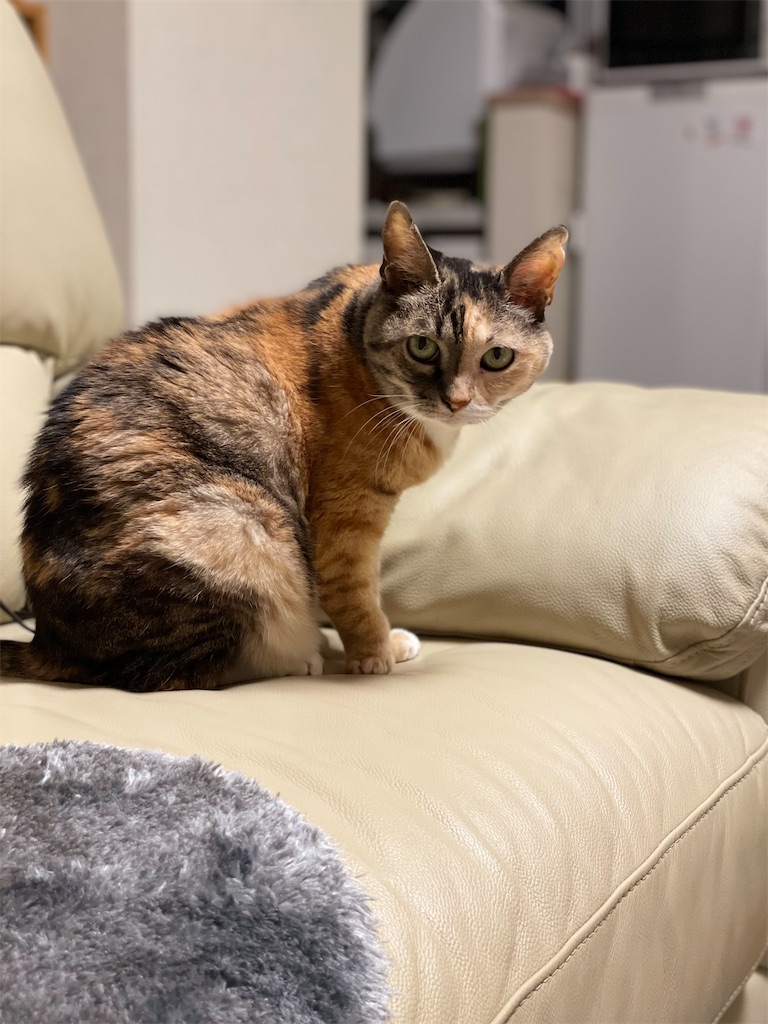 f:id:hiraryo0201:20221106090227j:image f:id:hiraryo0201:20221106090227j:image