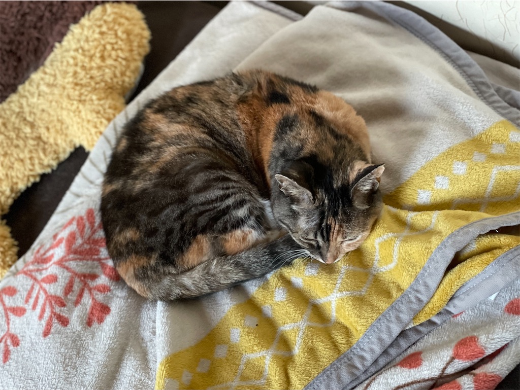 f:id:hiraryo0201:20221106090230j:image f:id:hiraryo0201:20221106090230j:image