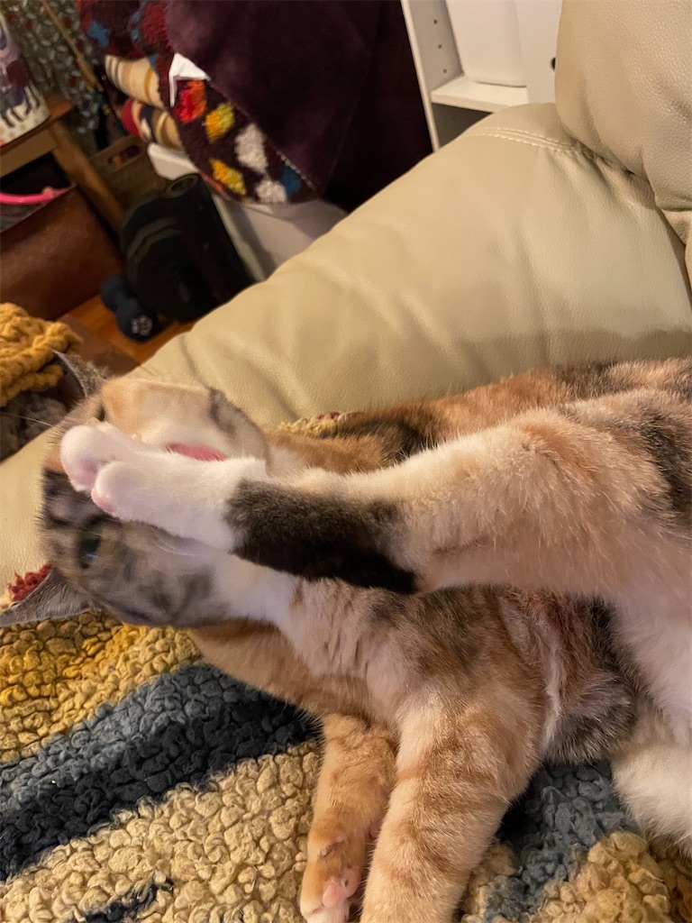 f:id:hiraryo0201:20221204100015j:image