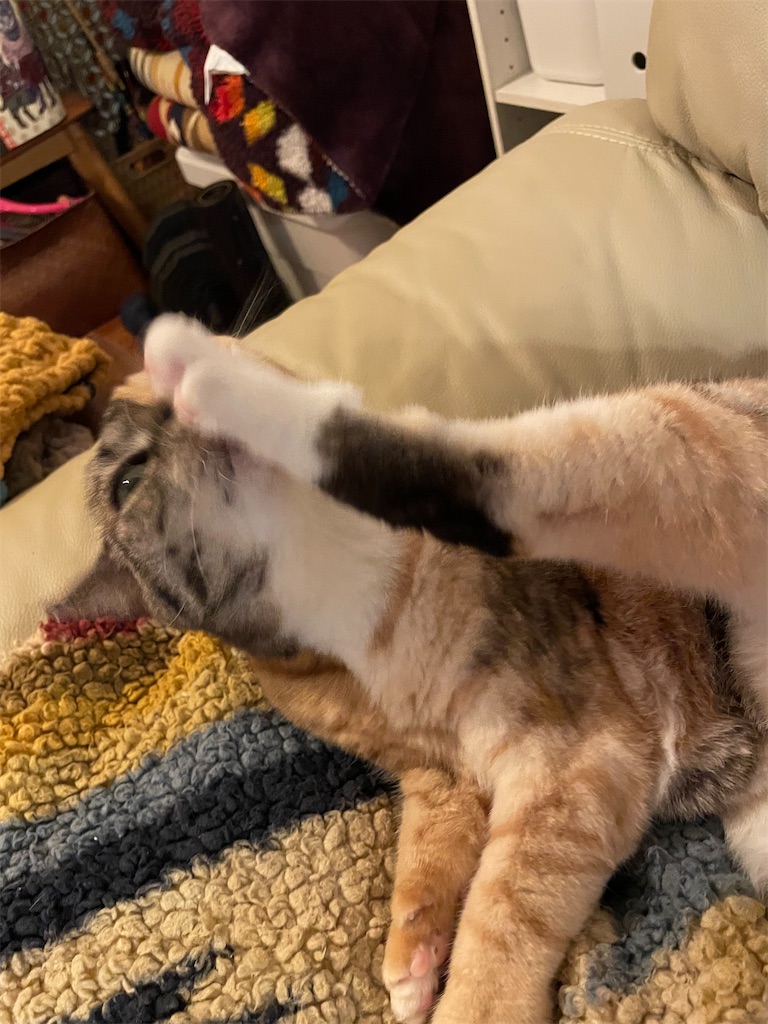 f:id:hiraryo0201:20221204100018j:image