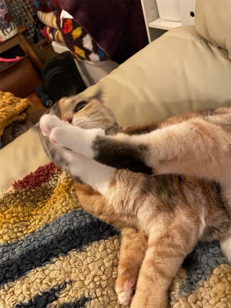 f:id:hiraryo0201:20221204100021j:image