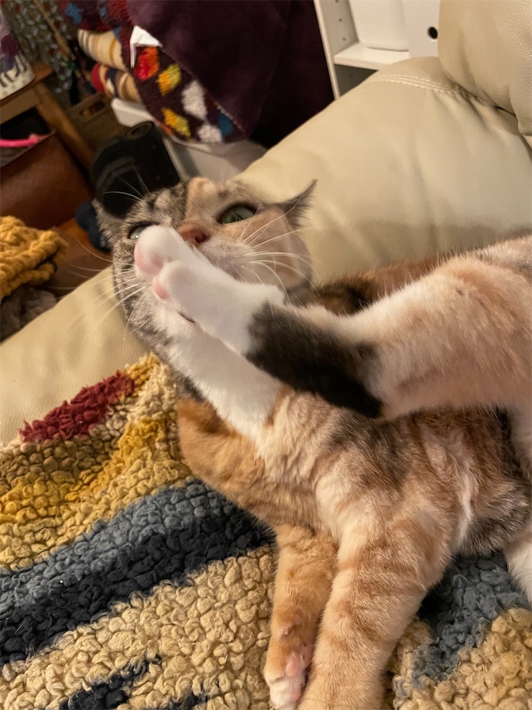 f:id:hiraryo0201:20221204100027j:image