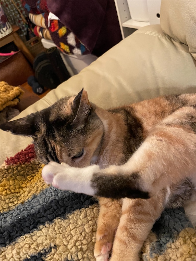 f:id:hiraryo0201:20221204100033j:image