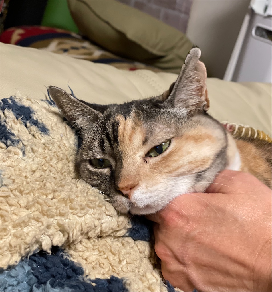 f:id:hiraryo0201:20221218100013j:image