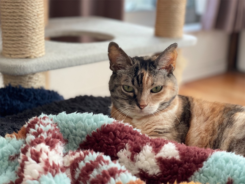 f:id:hiraryo0201:20221225101352j:image