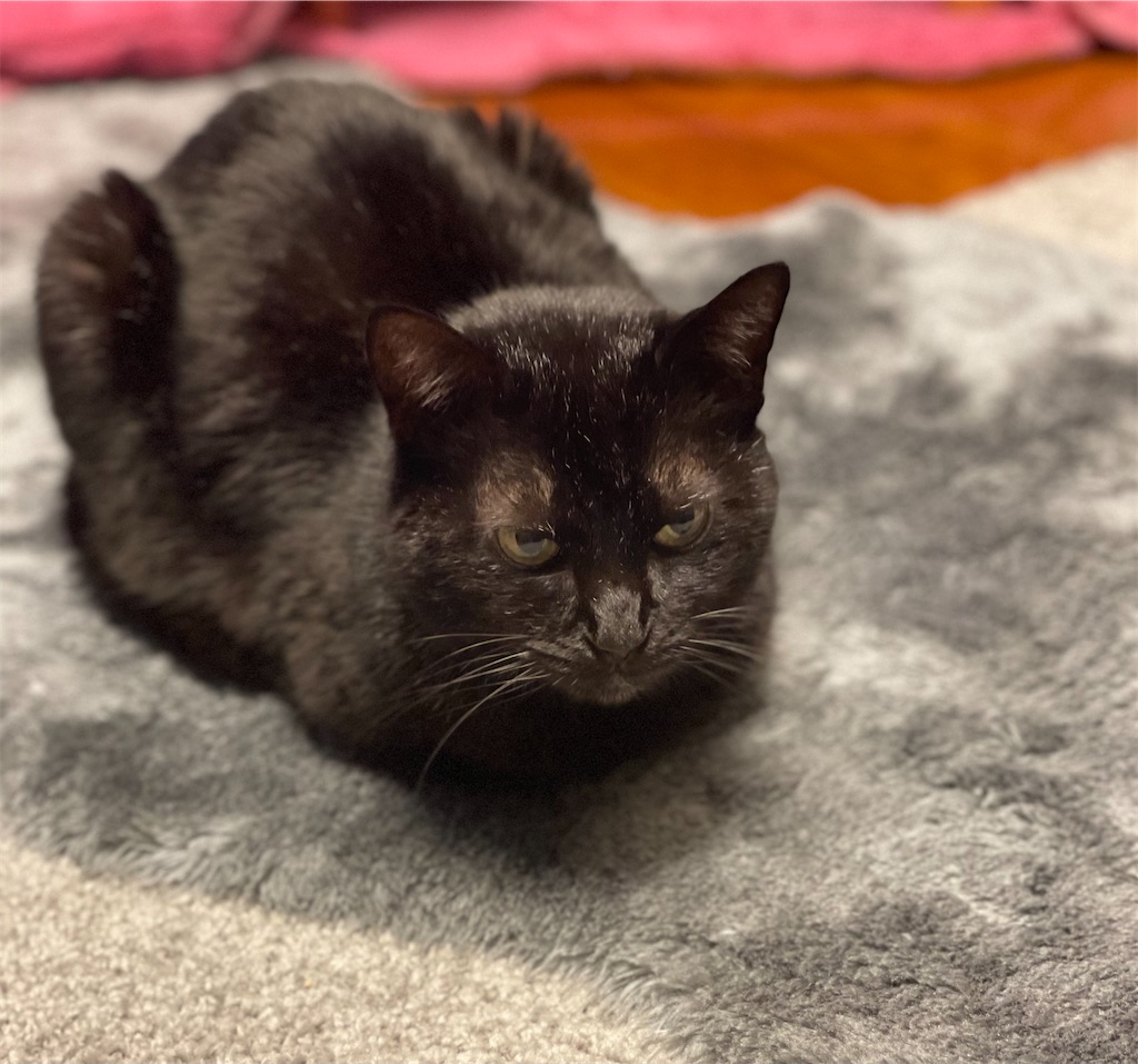 f:id:hiraryo0201:20230118073236j:image f:id:hiraryo0201:20230118073236j:image