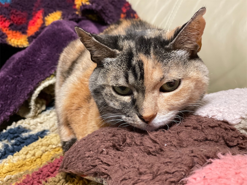 f:id:hiraryo0201:20230118073249j:image