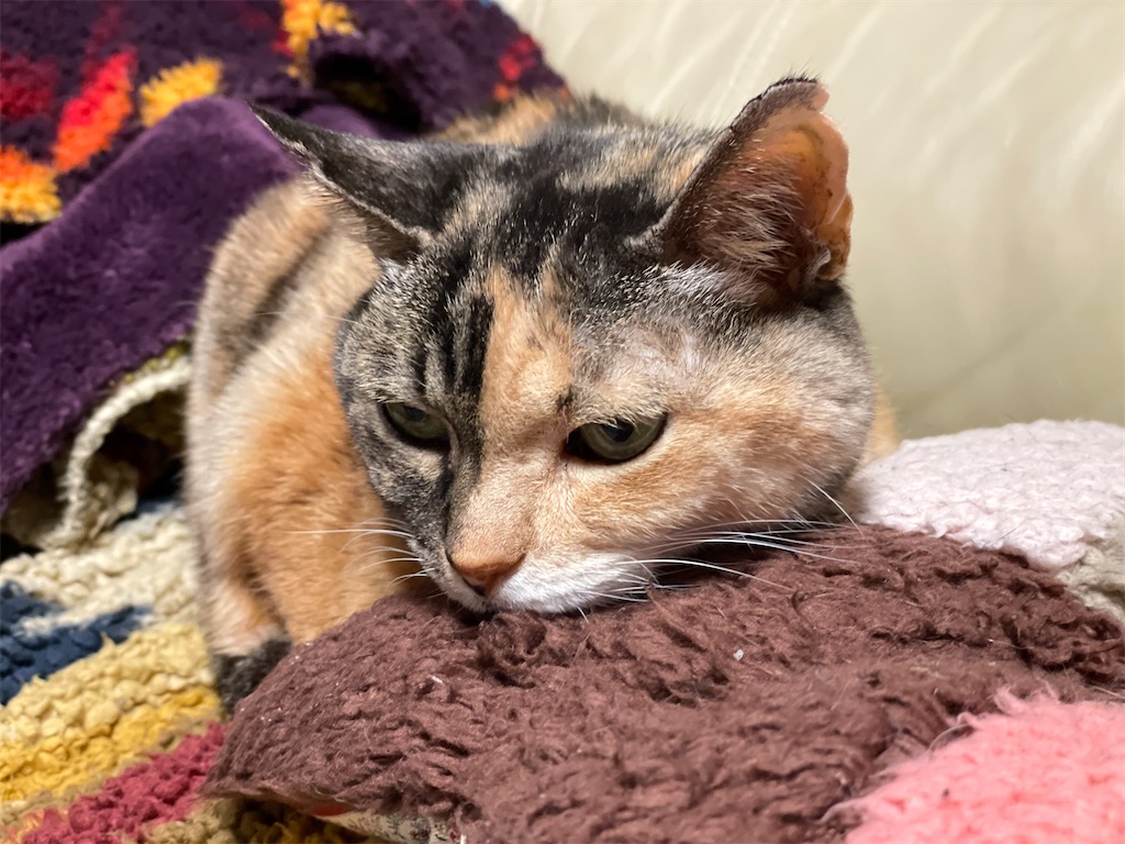 f:id:hiraryo0201:20230118073255j:image