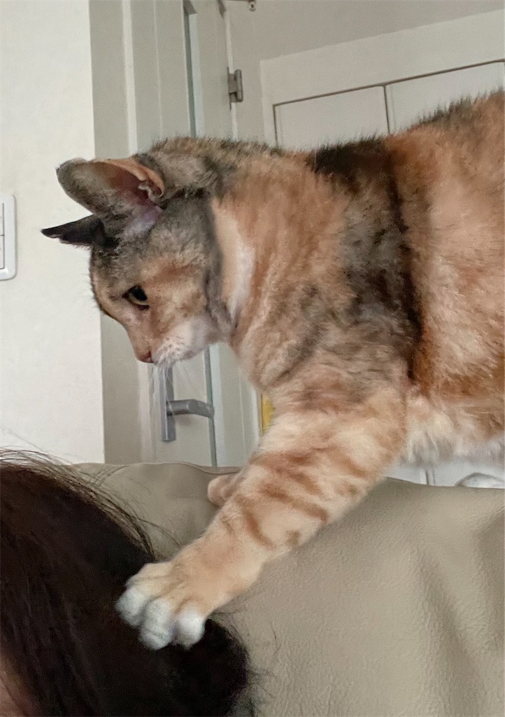 f:id:hiraryo0201:20230122024759j:image