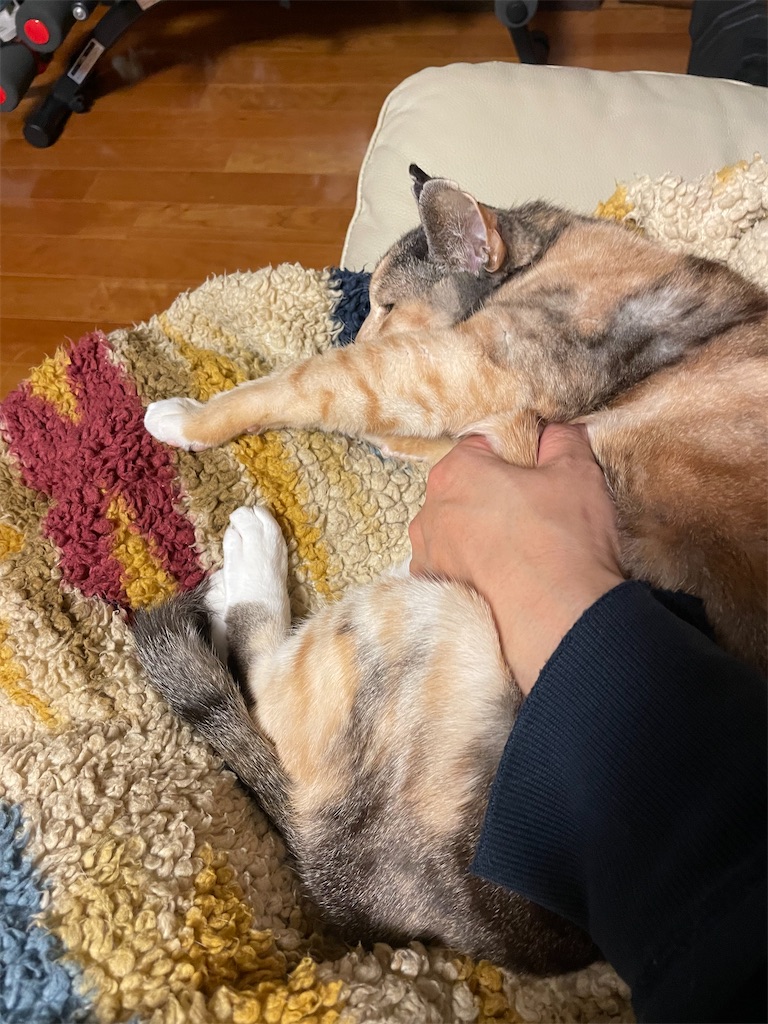 f:id:hiraryo0201:20230122024816j:image