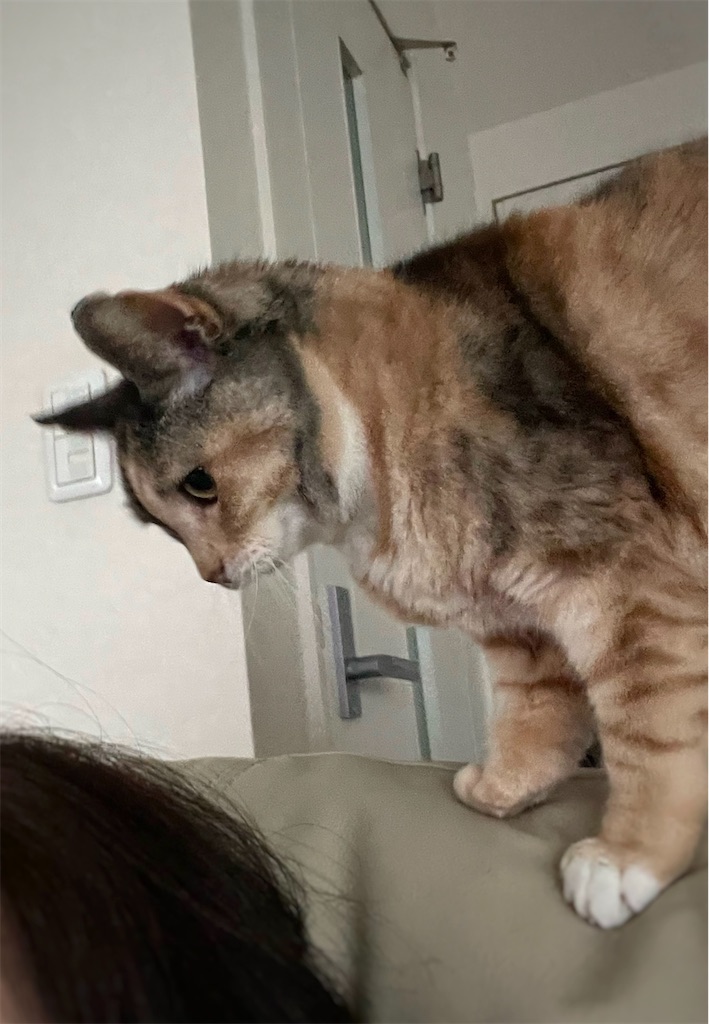 f:id:hiraryo0201:20230122024820j:image