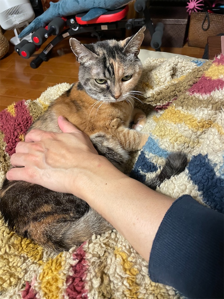 f:id:hiraryo0201:20230122112133j:image