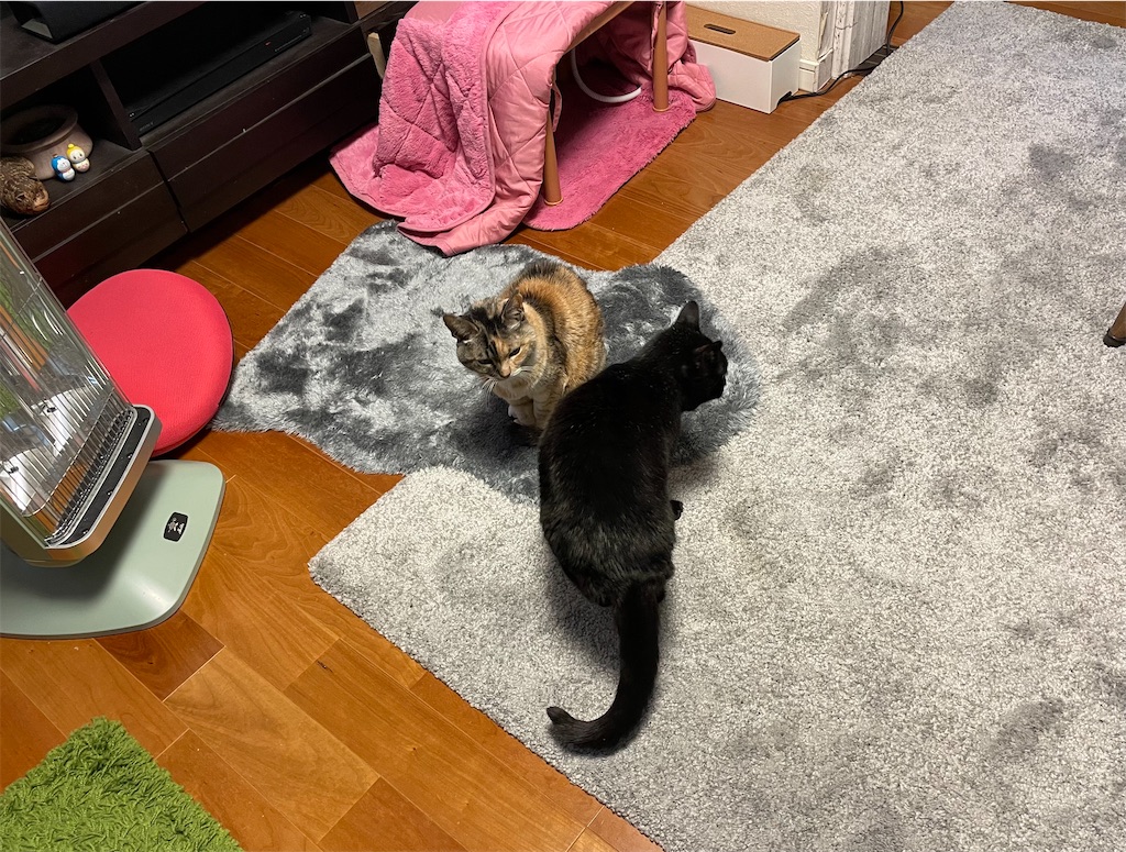 f:id:hiraryo0201:20230302214612j:image