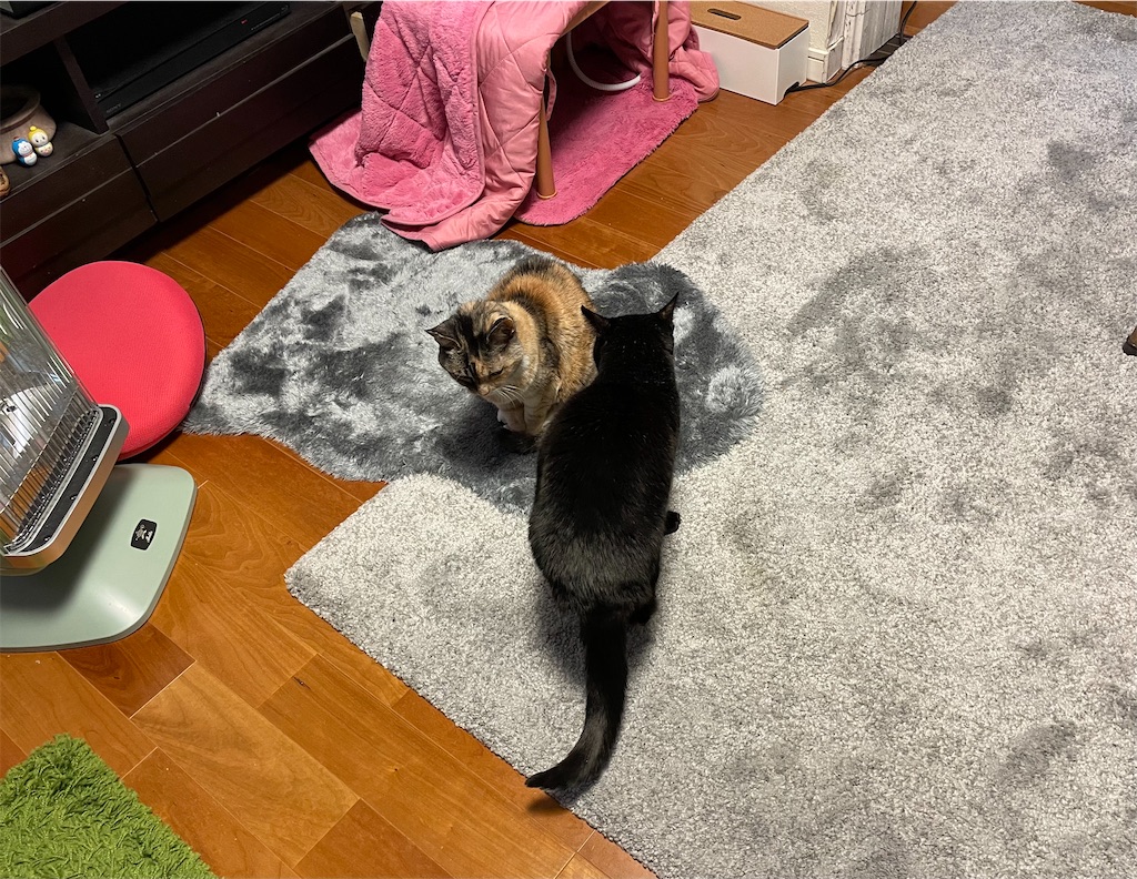 f:id:hiraryo0201:20230302214615j:image