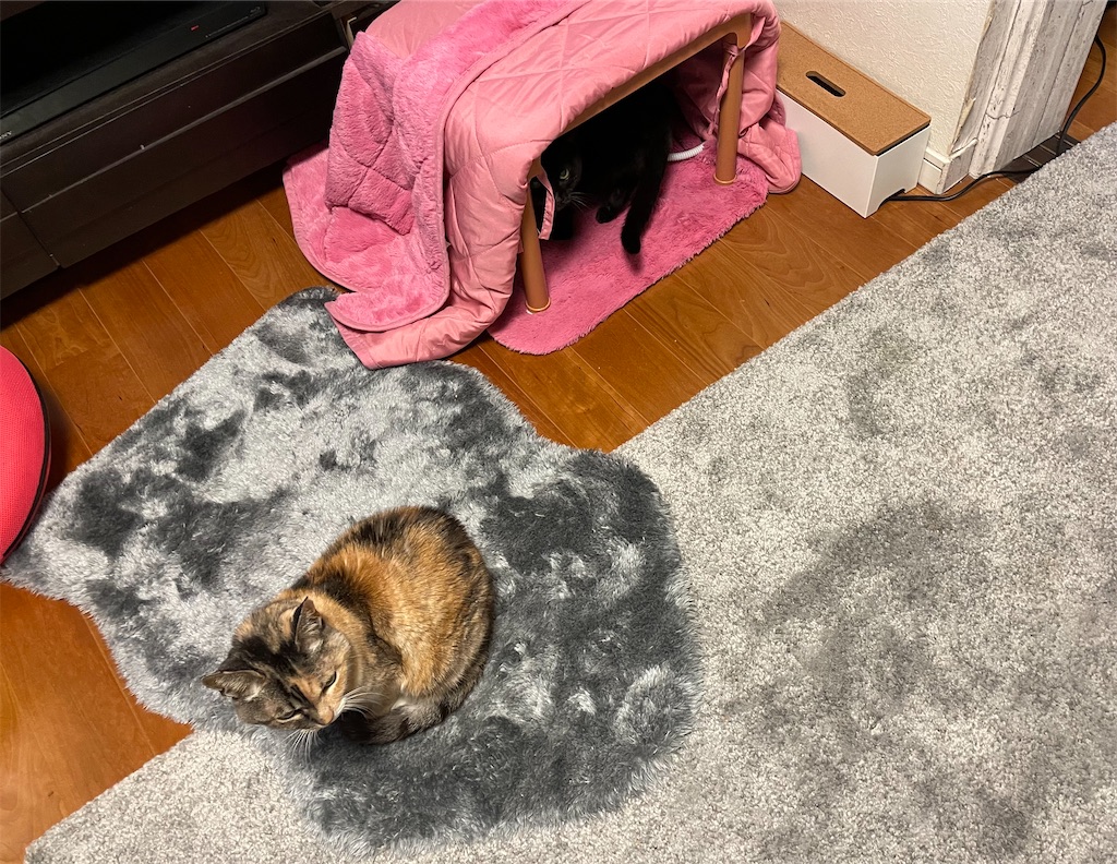 f:id:hiraryo0201:20230302214618j:image