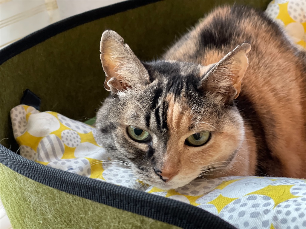 f:id:hiraryo0201:20230302214628j:image