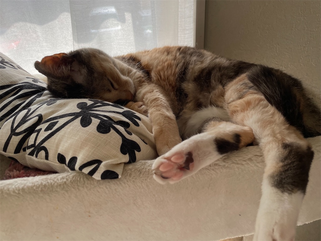 f:id:hiraryo0201:20230311095721j:image