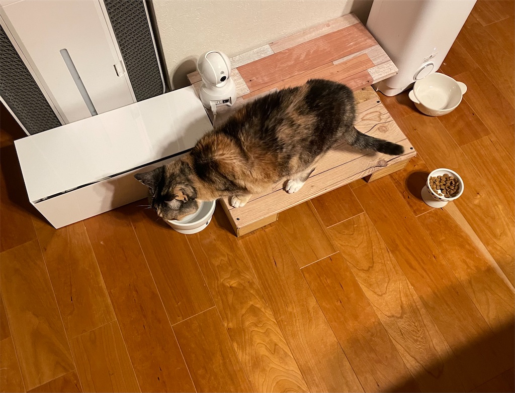 f:id:hiraryo0201:20230312073626j:image