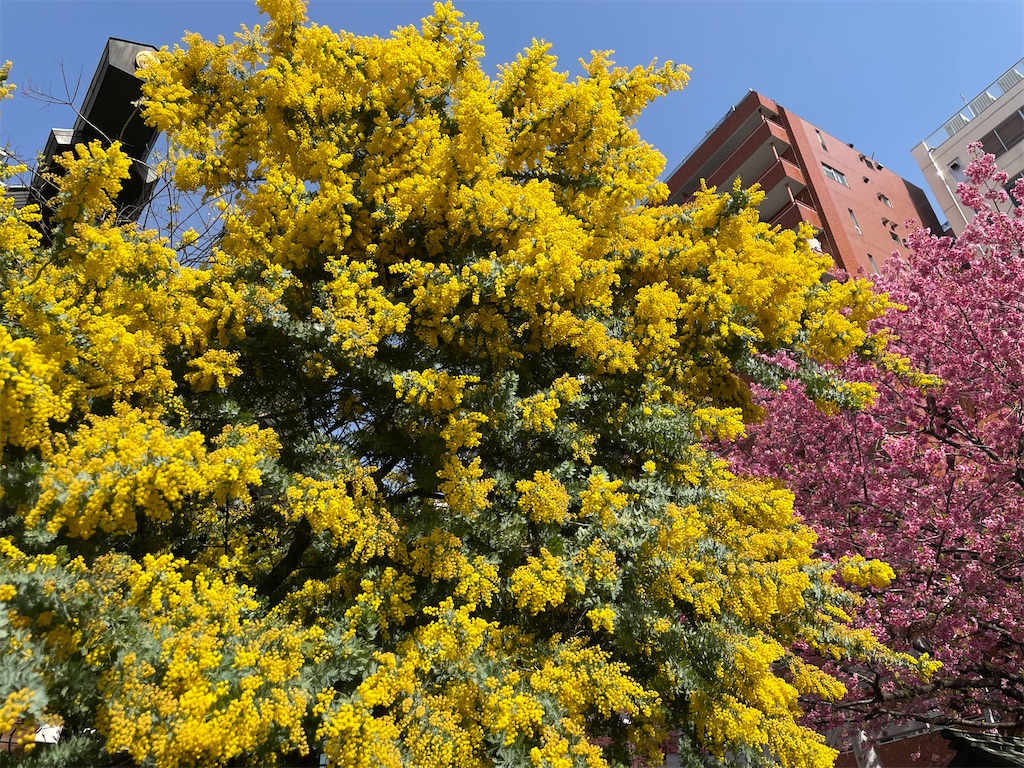 f:id:hiraryo0201:20230312073948j:image