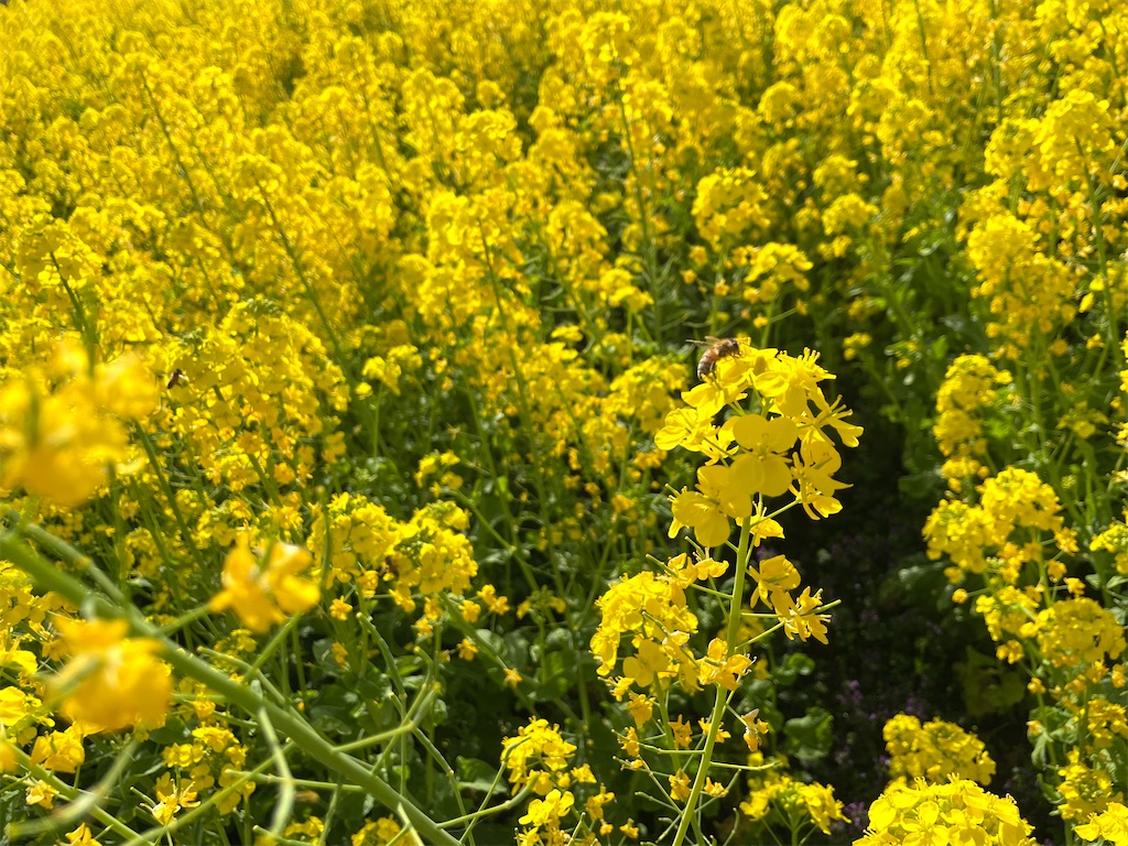 f:id:hiraryo0201:20230312074143j:image