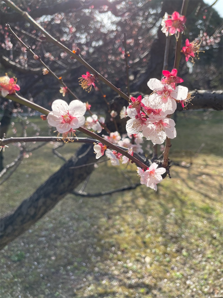 f:id:hiraryo0201:20230312074149j:image