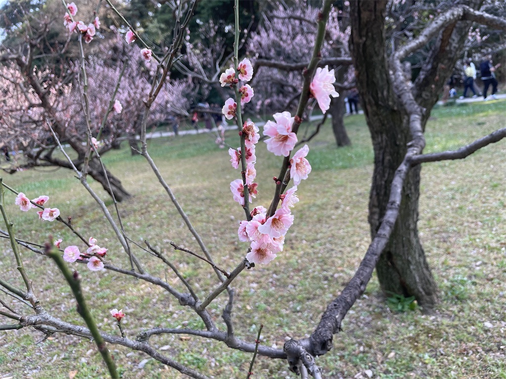 f:id:hiraryo0201:20230312074151j:image