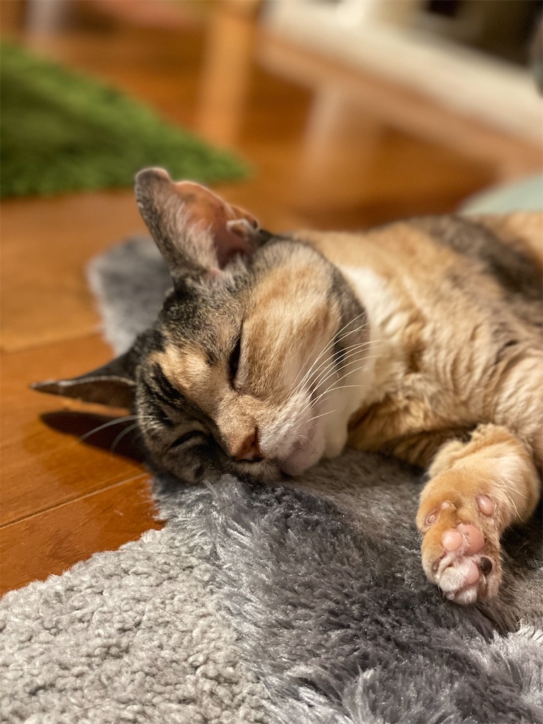 f:id:hiraryo0201:20230321115708j:image f:id:hiraryo0201:20230321115708j:image