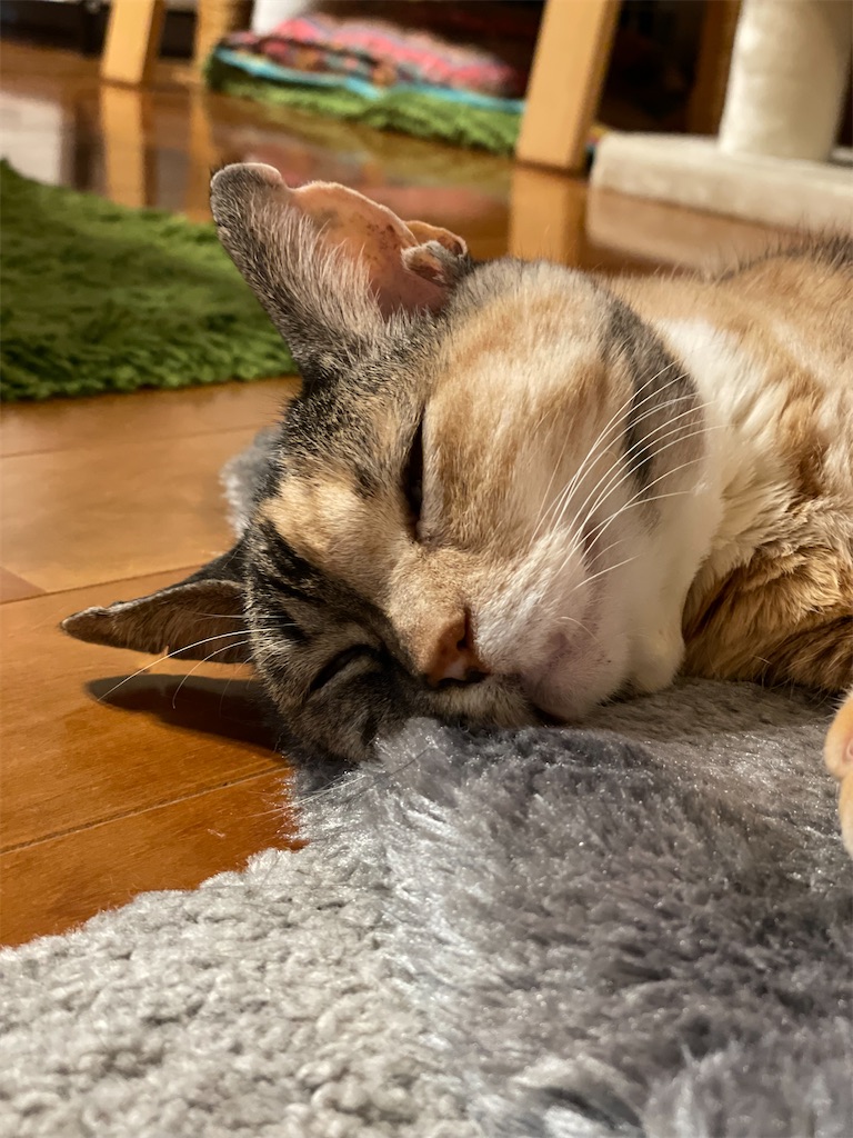 f:id:hiraryo0201:20230321115715j:image f:id:hiraryo0201:20230321115715j:image