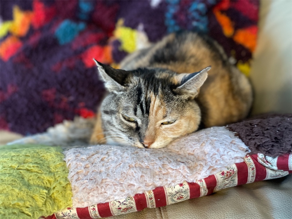 f:id:hiraryo0201:20230321115724j:image f:id:hiraryo0201:20230321115724j:image