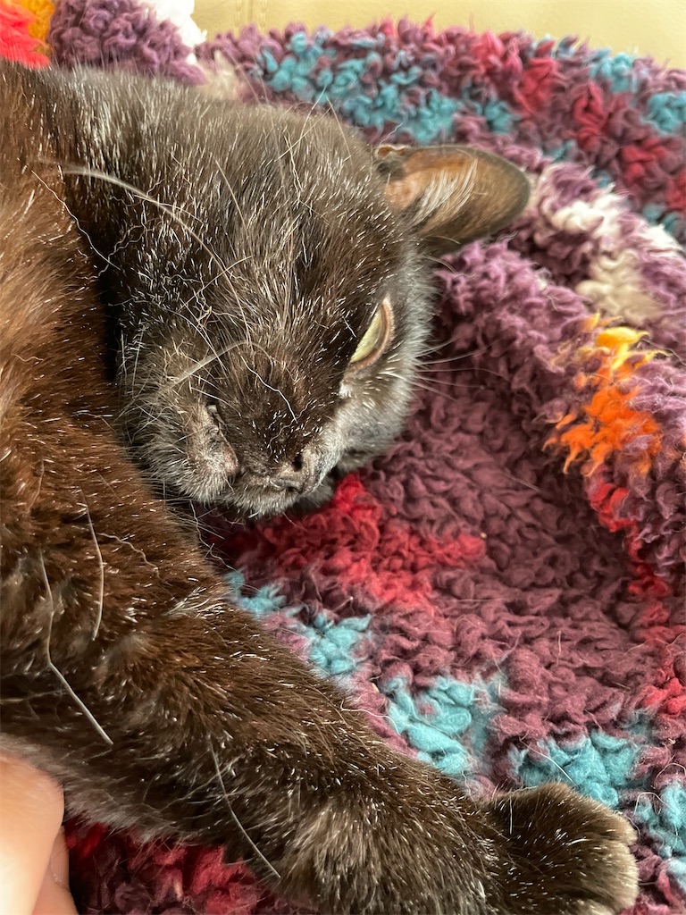 f:id:hiraryo0201:20230331124618j:image