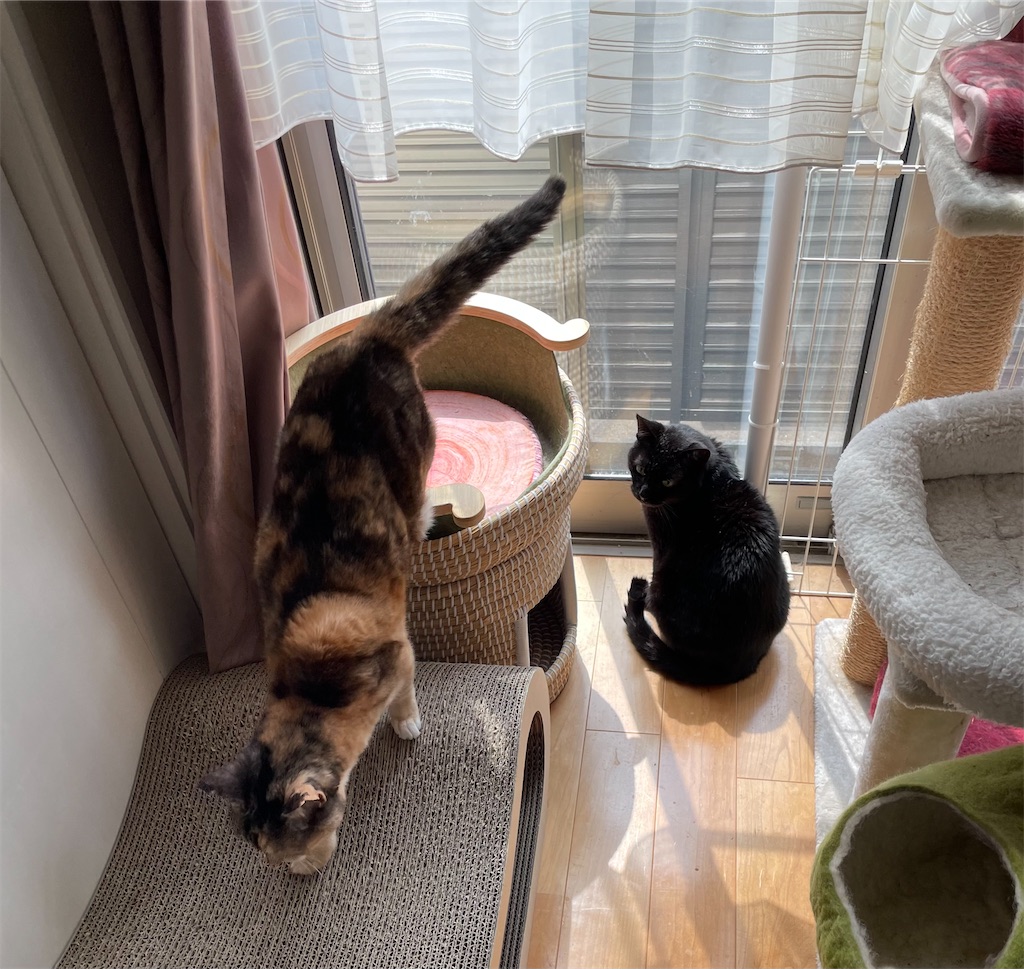 f:id:hiraryo0201:20230402142148j:image