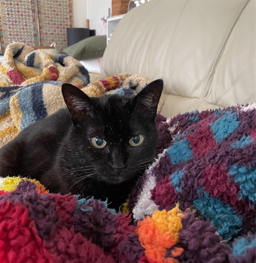 f:id:hiraryo0201:20230407211011j:image