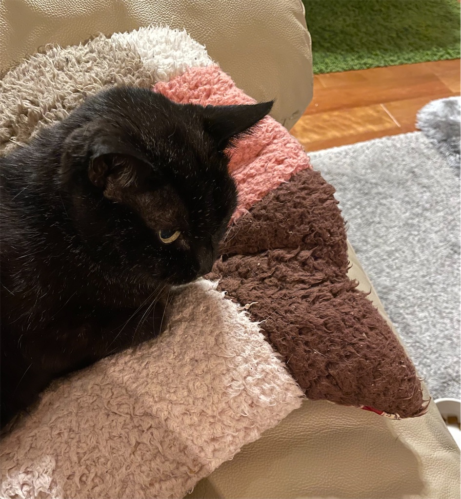 f:id:hiraryo0201:20230407211017j:image