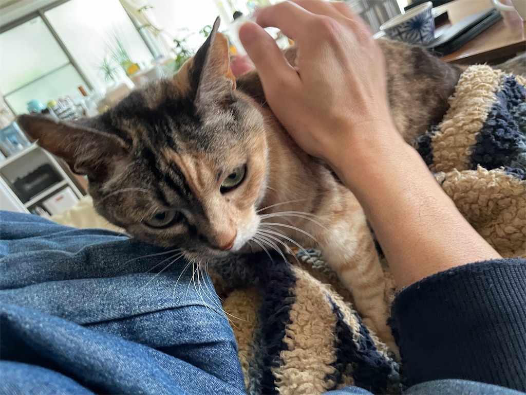 f:id:hiraryo0201:20230408162930j:image