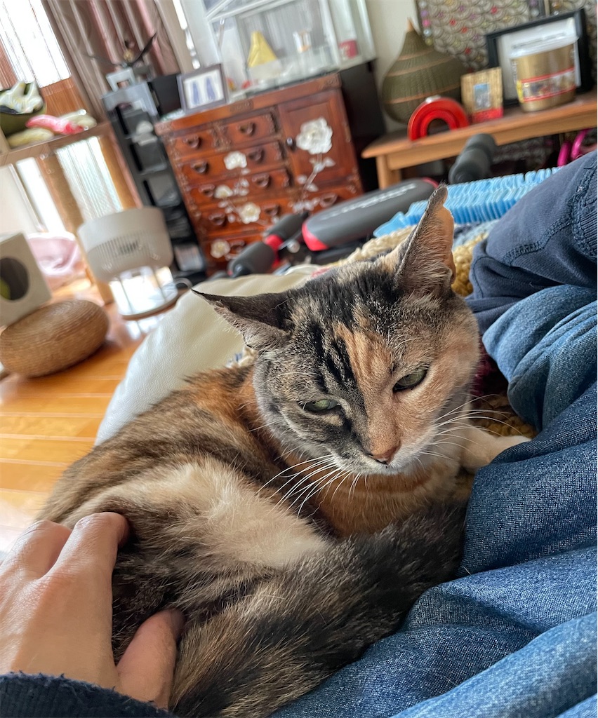 f:id:hiraryo0201:20230408162934j:image