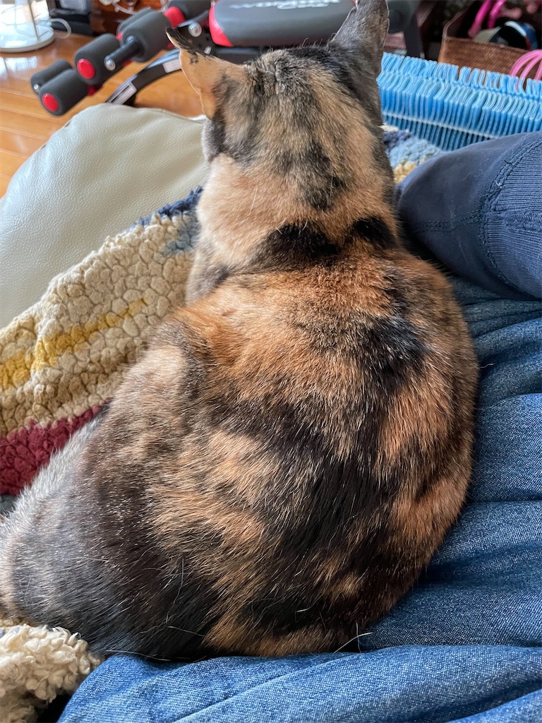 f:id:hiraryo0201:20230408162937j:image