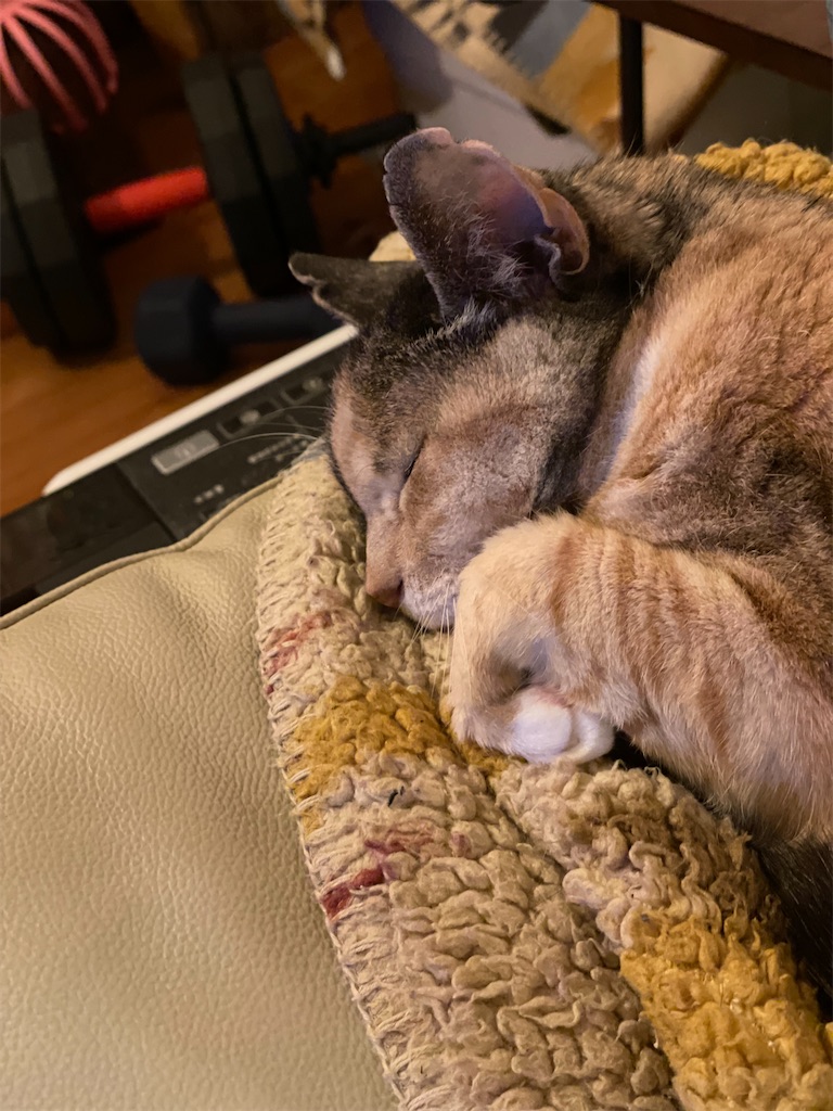 f:id:hiraryo0201:20230409131225j:image