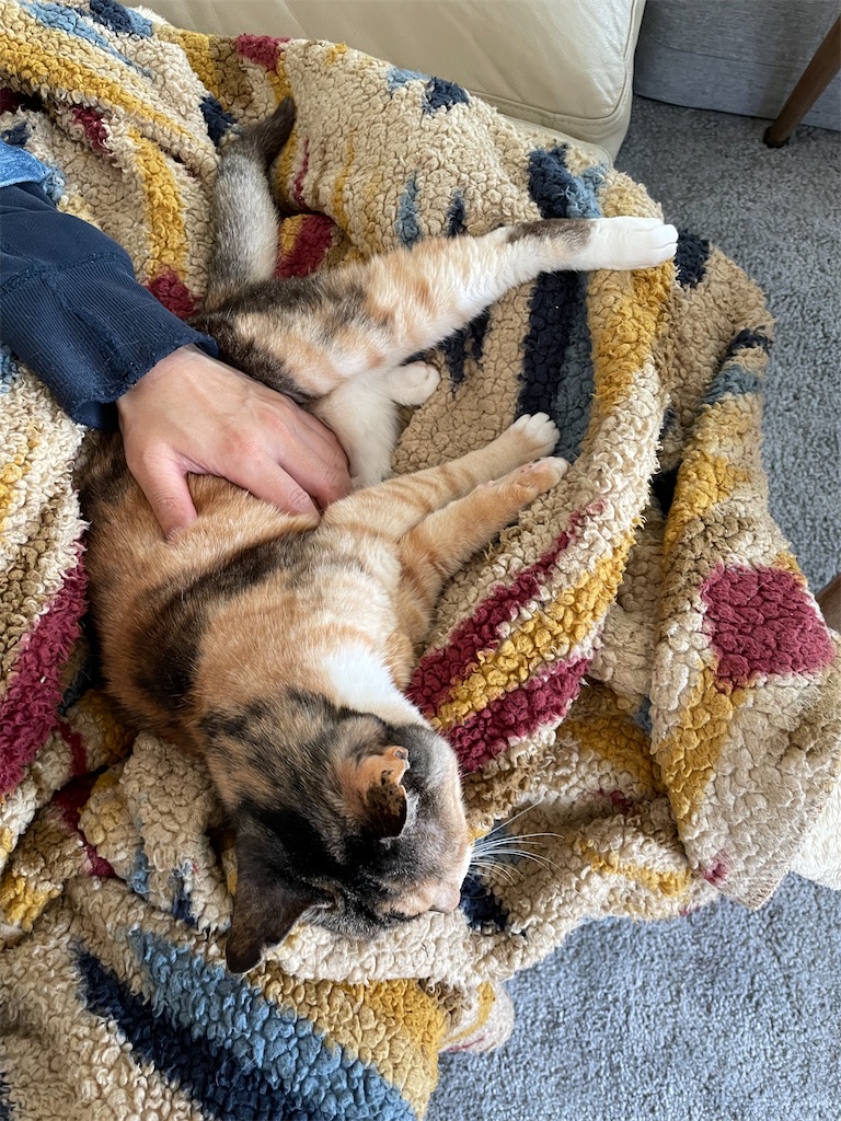 f:id:hiraryo0201:20230409131239j:image