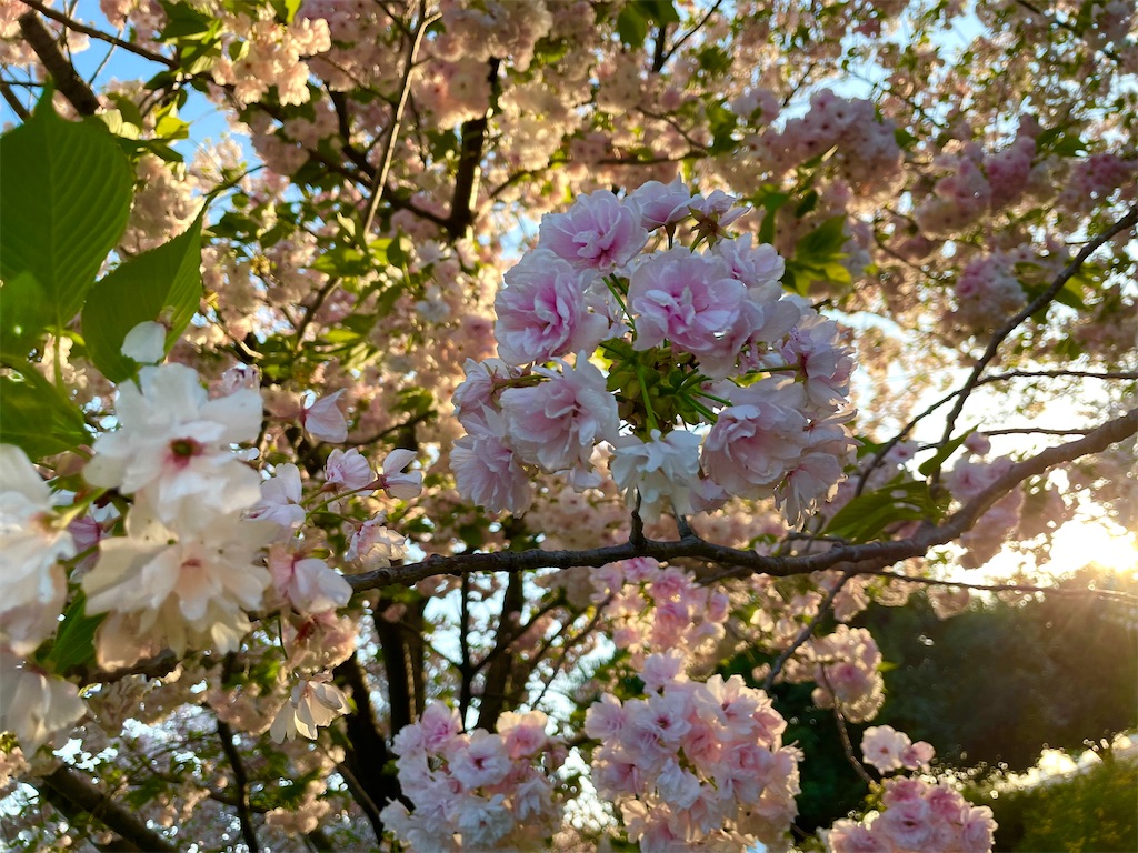 f:id:hiraryo0201:20230409181725j:image