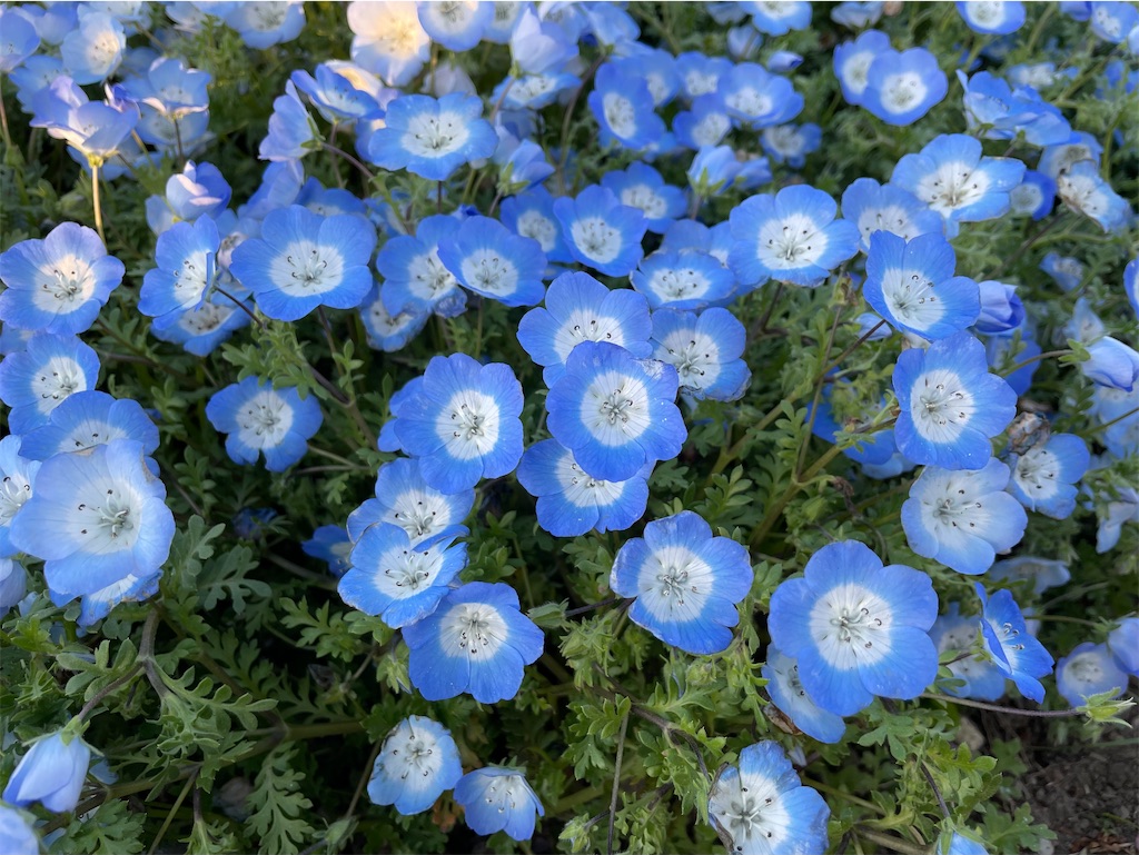 f:id:hiraryo0201:20230409181906j:image