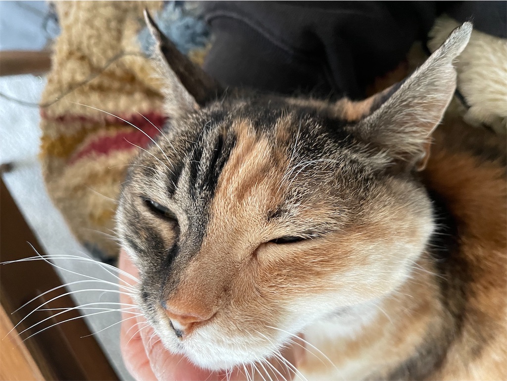 f:id:hiraryo0201:20230426074023j:image