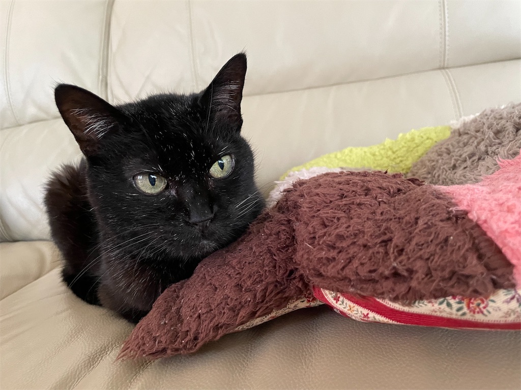 f:id:hiraryo0201:20230506094023j:image f:id:hiraryo0201:20230506094023j:image