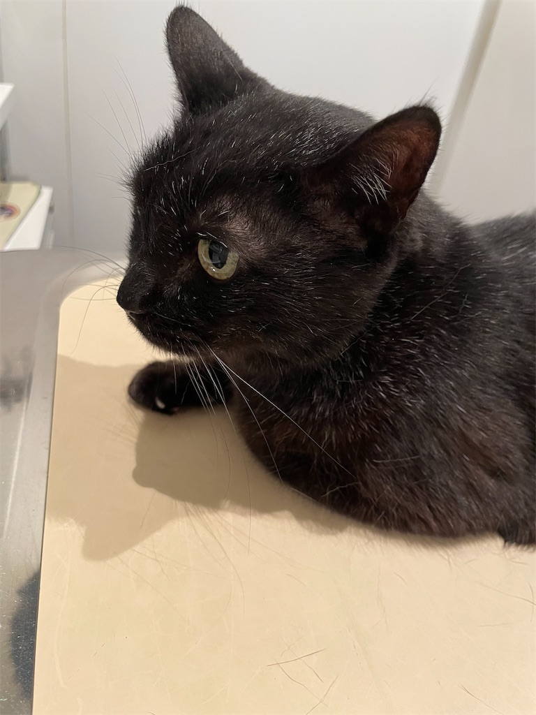 f:id:hiraryo0201:20230507023413j:image