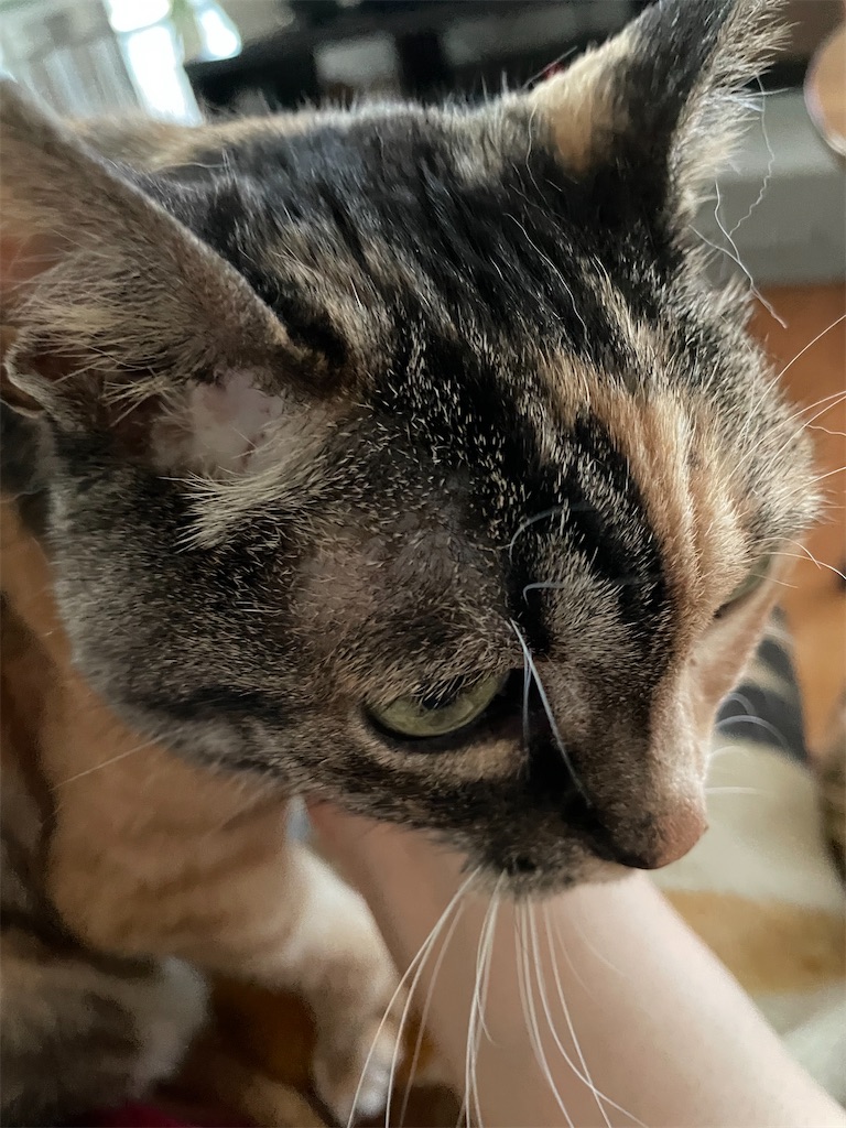 f:id:hiraryo0201:20230513075332j:image