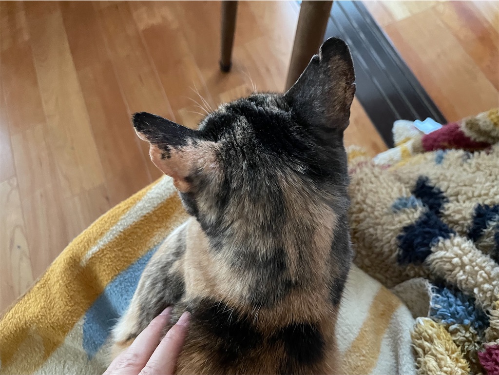 f:id:hiraryo0201:20230513075335j:image