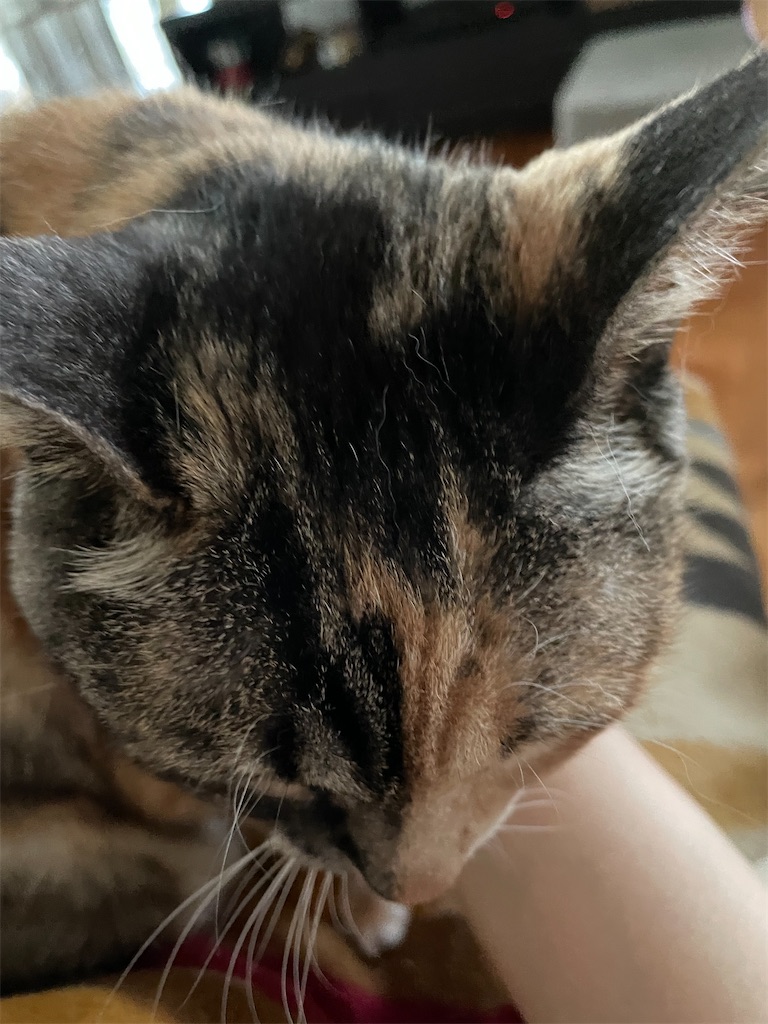 f:id:hiraryo0201:20230513075349j:image