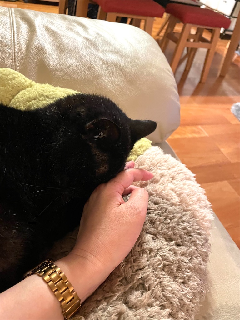 f:id:hiraryo0201:20230520212104j:image