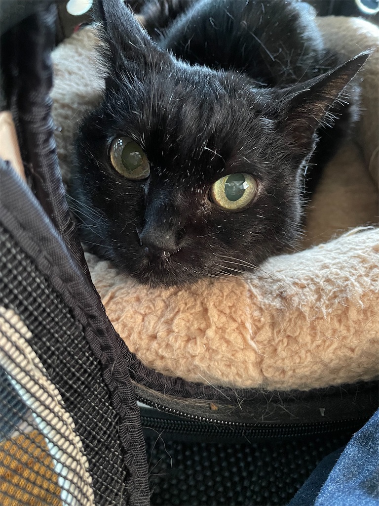 f:id:hiraryo0201:20230521093911j:image