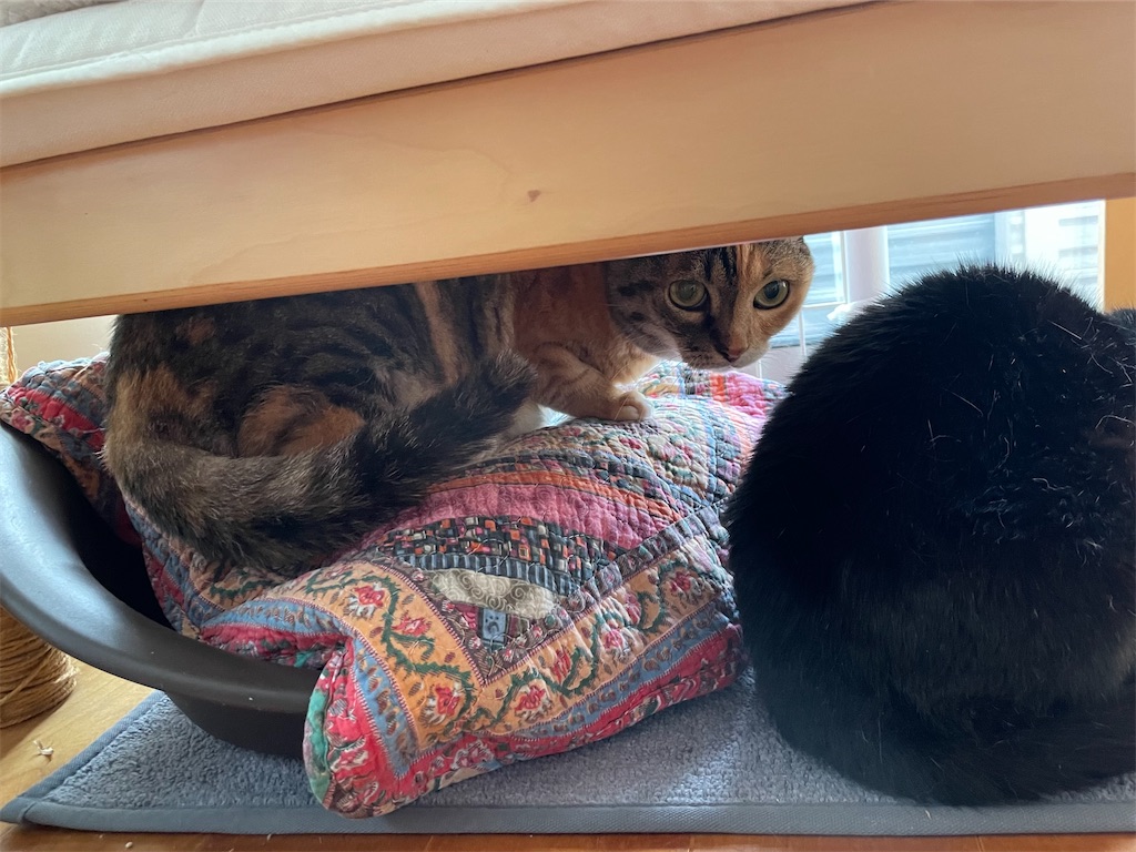 f:id:hiraryo0201:20230521093930j:image f:id:hiraryo0201:20230521093930j:image