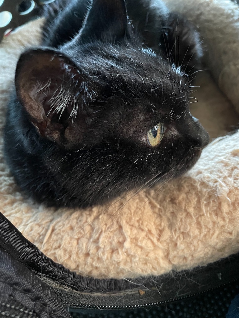 f:id:hiraryo0201:20230521094100j:image f:id:hiraryo0201:20230521094100j:image